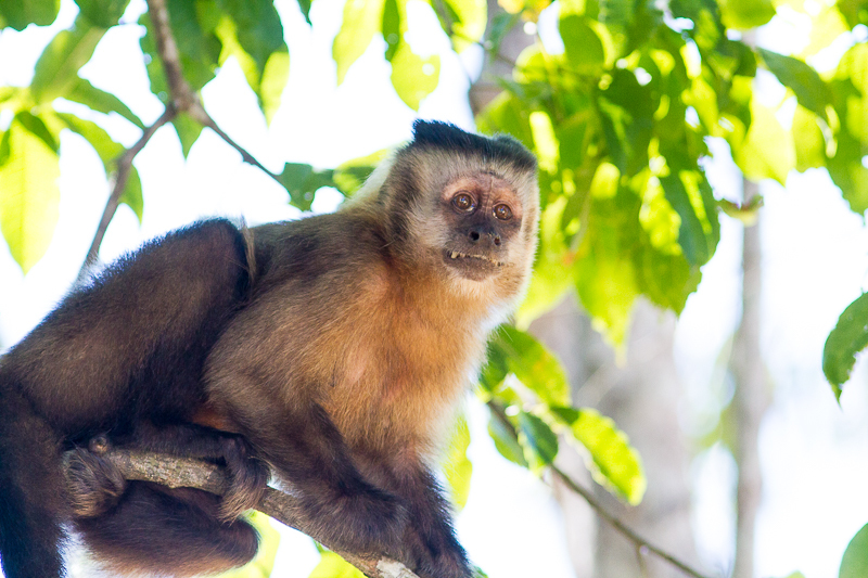 Macaco-prego-preto (Sapajus nigritus) · BioDiversity4All