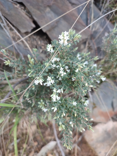 Image of Mountain Beard-Heath (Acrothamnus hookeri) by no rights reserved