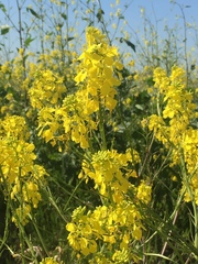 Rhamphospermum nigrum