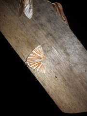 Pityeja histrionaria