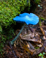 Entoloma hochstetteri