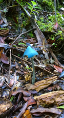 Entoloma hochstetteri