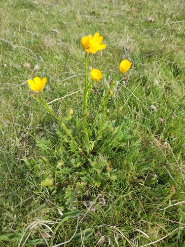 Image of Ranunculus lappaceus by no rights reserved