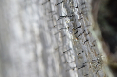 Chaenotheca xyloxena