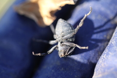 Microschatia inaequalis