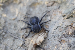 Microschatia inaequalis