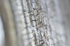 Chaenotheca xyloxena