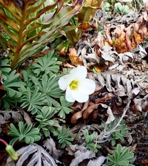 Oxalis enneaphylla