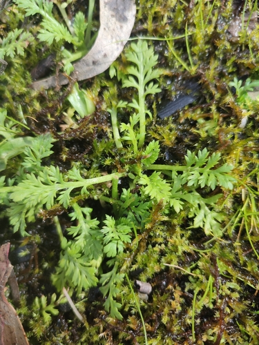 Image of Mountain Cotula (Leptinella filicula) by no rights reserved