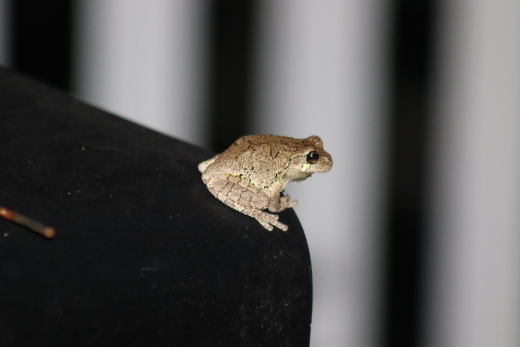Gray Treefrog from Madison Park, Old Bridge, NJ, USA on April 16, 2022