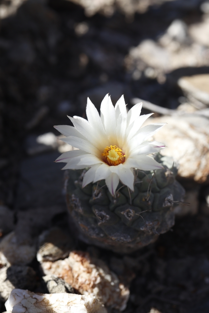 Strombocactus disciformis in October 2023 by Gerardo Manzanarez ...