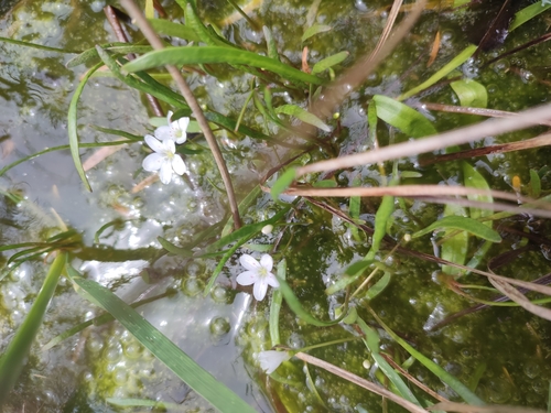 Image of White Purslane (Montia australasica) by no rights reserved