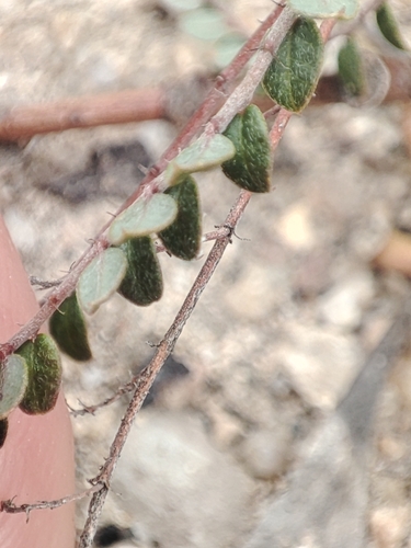 Image of Bossiaea buxifolia by no rights reserved