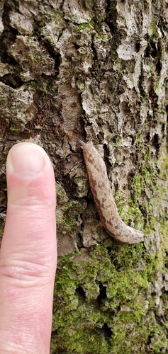 Changeable Mantleslug, Abington, MA 02351, USA, photo 8 of 10