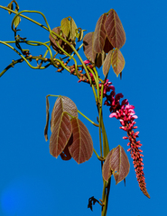 Angiospermae