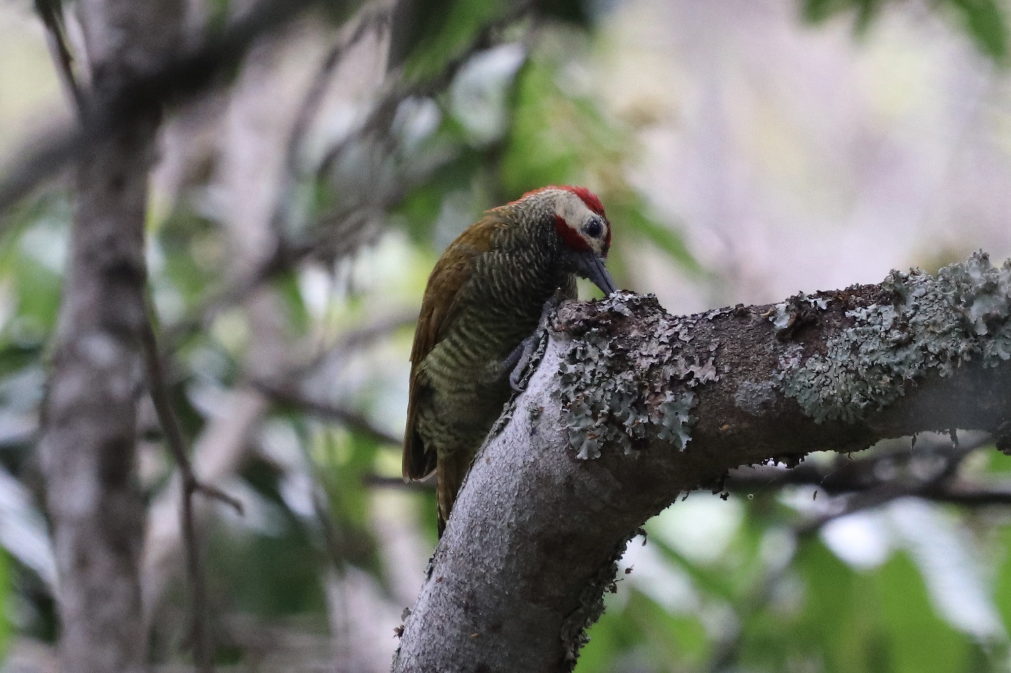 Colaptes rubiginosus image