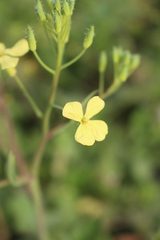 Raphanus raphanistrum landra