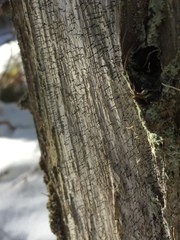 Chaenotheca xyloxena