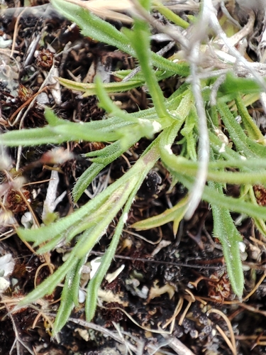 Image of Vittadinia muelleri by no rights reserved