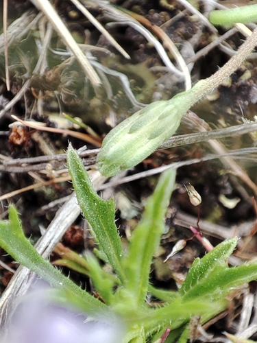 Image of Vittadinia muelleri by no rights reserved