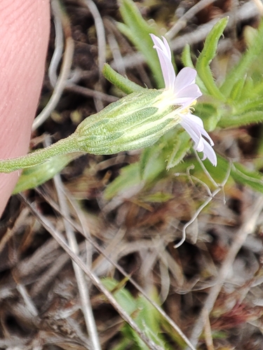 Image of Vittadinia muelleri by no rights reserved