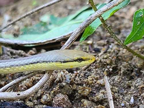 Photo of a Mexican White-lipped Snake (Symphimus leucostomus)