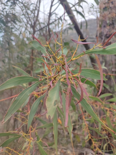 Image of Acacia rubida by no rights reserved