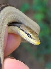 Mexican White-Lipped Snake photo 3
