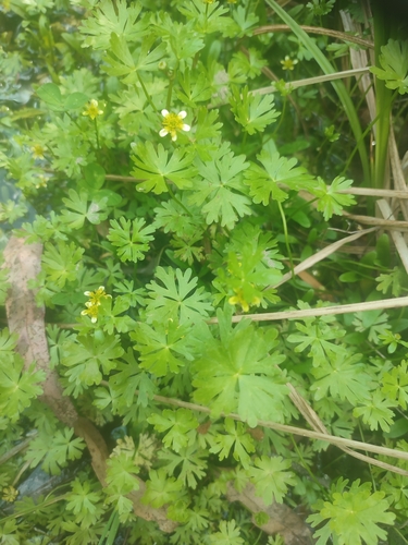 Image of Ranunculus inundatus by no rights reserved