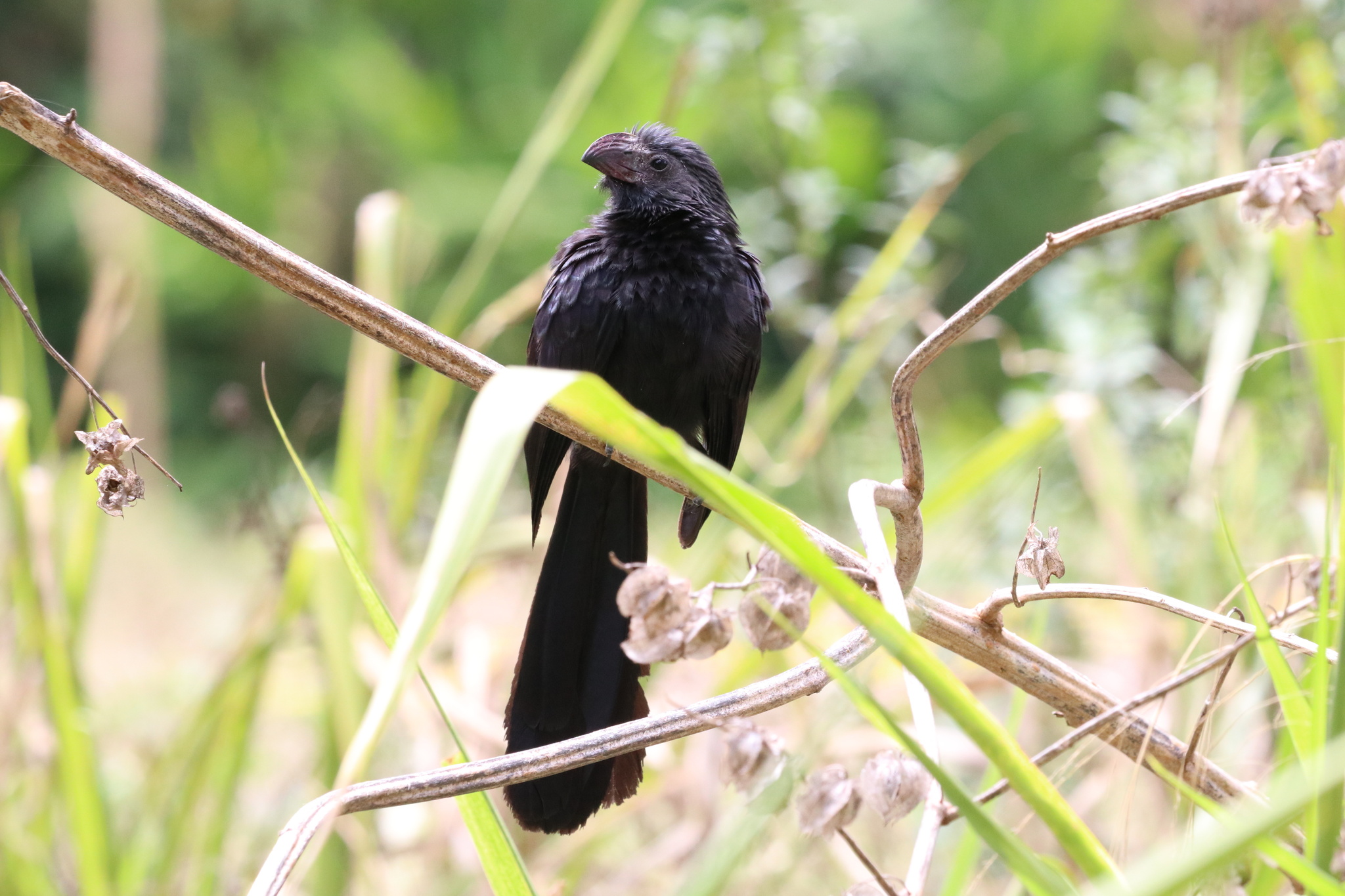 Crotophaga sulcirostris image