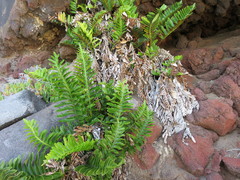 Asplenium decurrens