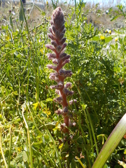 Orobanche pubescens