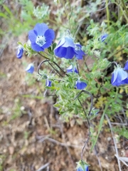 Nemophila menziesii