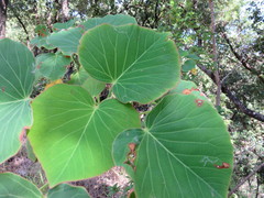 Homalanthus polyandrus