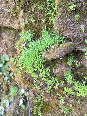 Stellaria fontinalis
