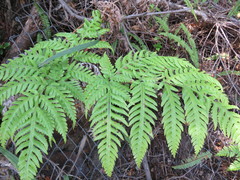 Pteris carsei