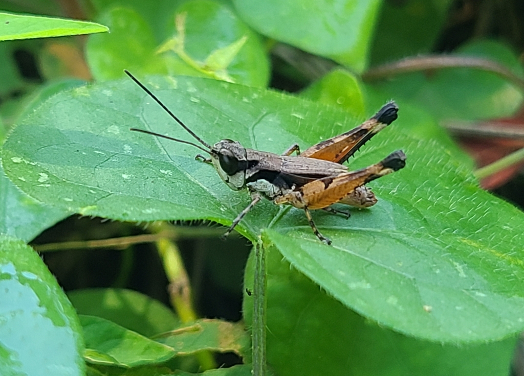 Rhammatocerus salinus
