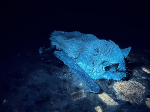 Big Brown Bat photographed in Kentucky