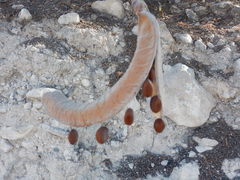 Senegalia subangulata