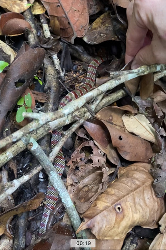 Langsdorff's Coralsnake