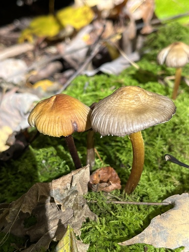 Mycena inclinata