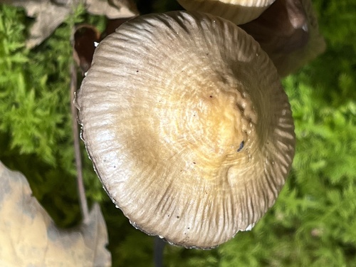 Mycena inclinata (Photo 3 of 6)
