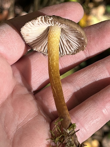 Mycena inclinata (Photo 2 of 6)