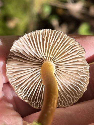 Mycena inclinata (Photo 4 of 6)