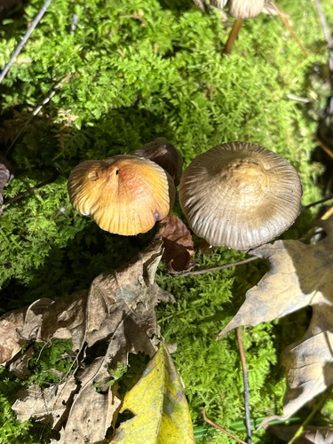 Mycena inclinata (Photo 5 of 6)