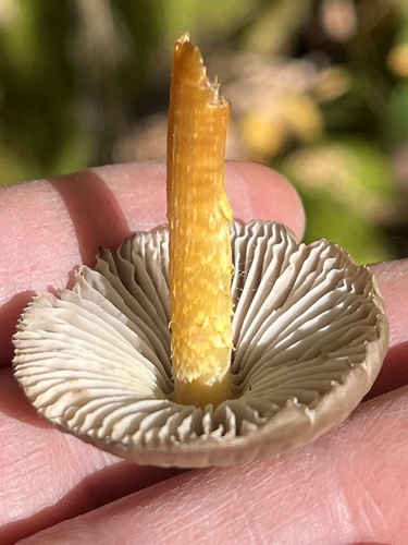 Mycena inclinata (Photo 6 of 6)