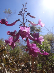 Fridericia platyphylla