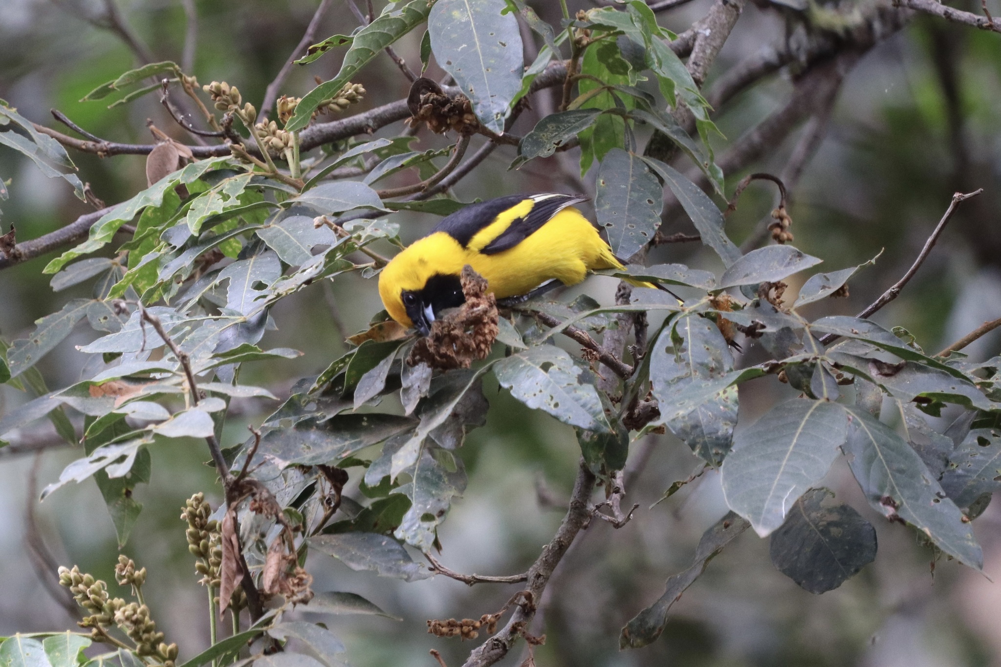 Icterus mesomelas image