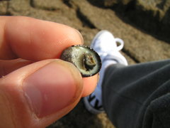 Nerita funiculata