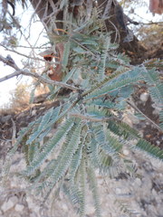 Senegalia subangulata